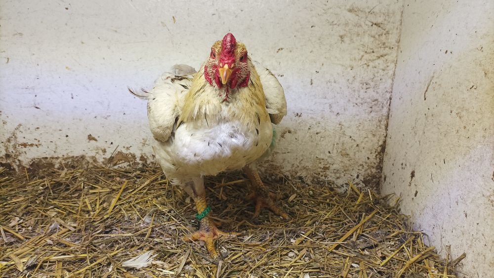 Combatant Indian 2025