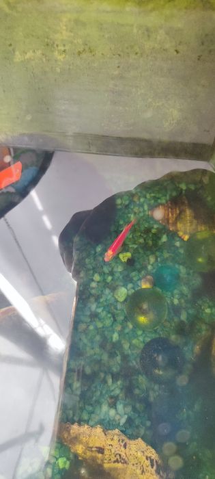 Аквариум с двумя рыбками