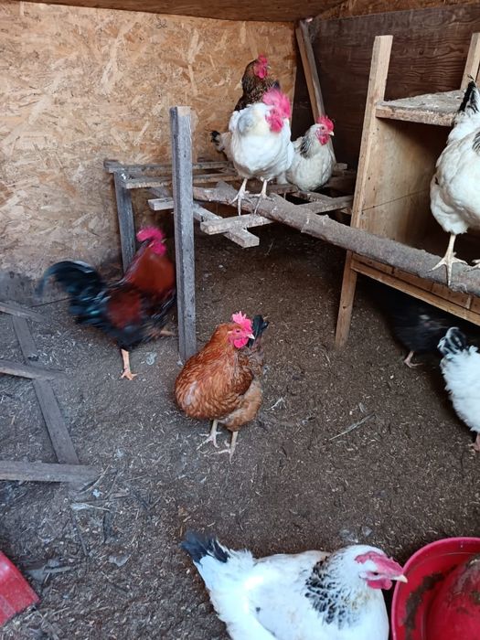 Продам кучинская юбилейная