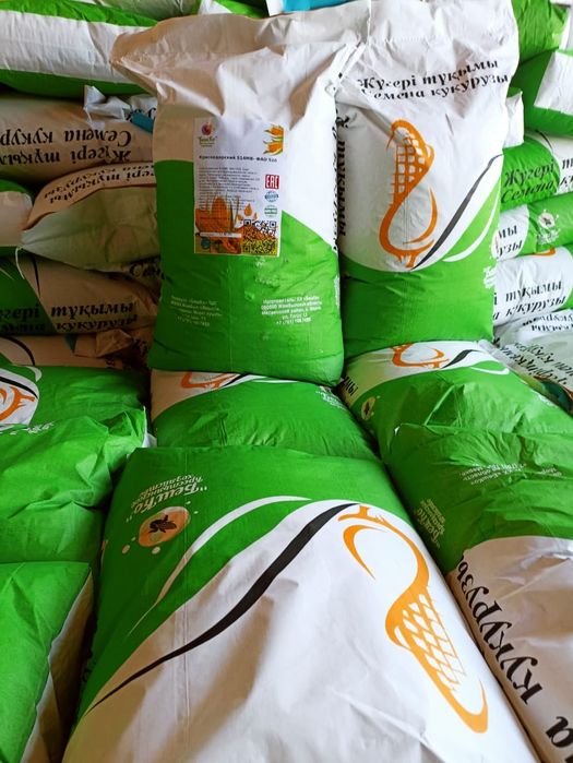 Жүгері тұқымы, семена кукурузы