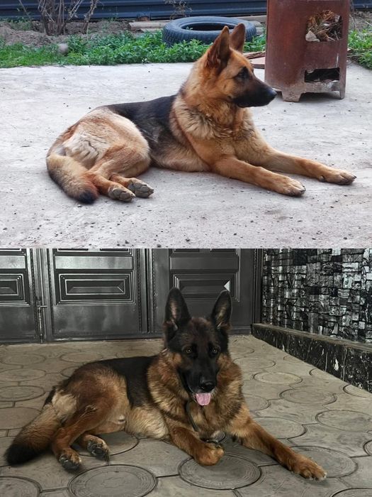 Щенки немецкой овчарки