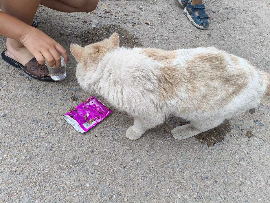 Срочно дом котику! Британец, возраст 5 лет