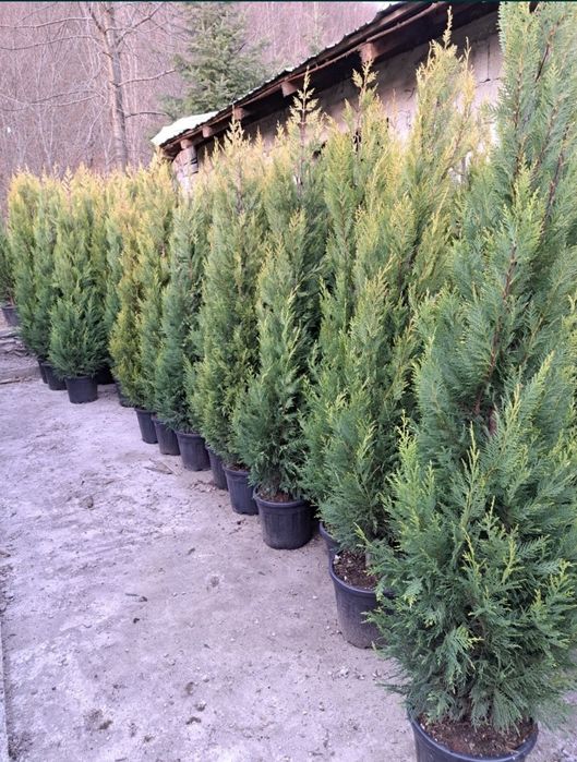 Leylandii 2.3m - 2.5m/ calite extra/ super oferta