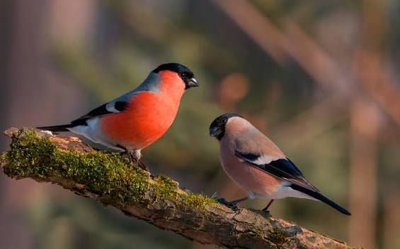 Снегири самка самец пара