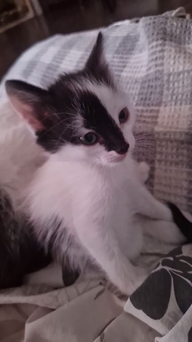 Отдам котят девочки,к лотку приучены.