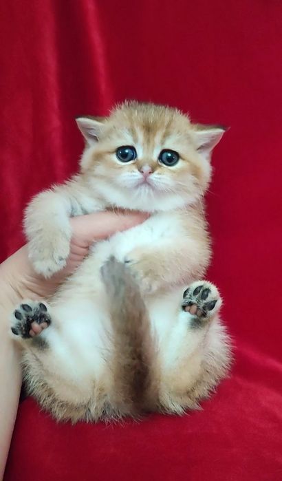 Британская девочка золотая шиншилла