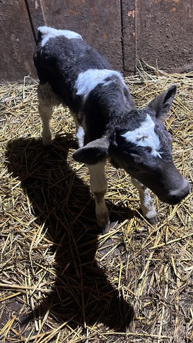 Продам телят возле Уральска