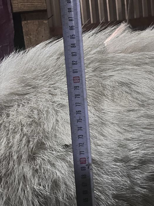 . Продам козла. Цена 60000