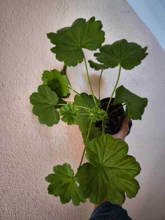 Различни цветя: сортови мушката, каланхоета и др.