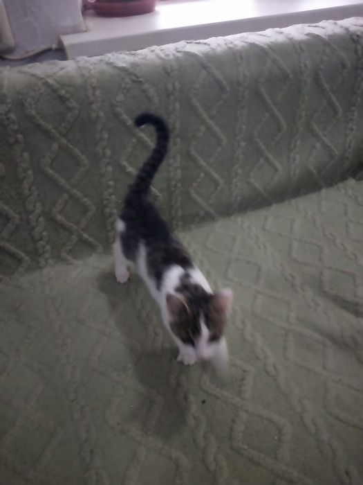 Котенок Лëлик в добрые руки