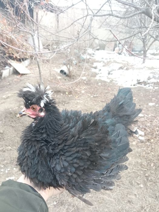 Yapon xōroz va yapon tovuq chapa qanot zotiga mansub