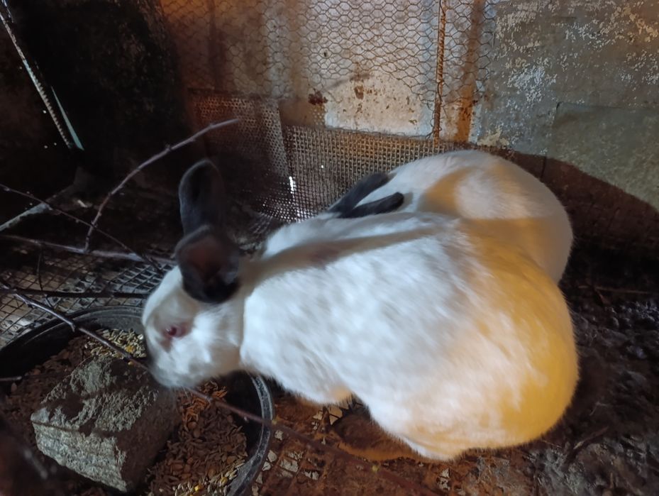 Зайци.на 4 5 месеца