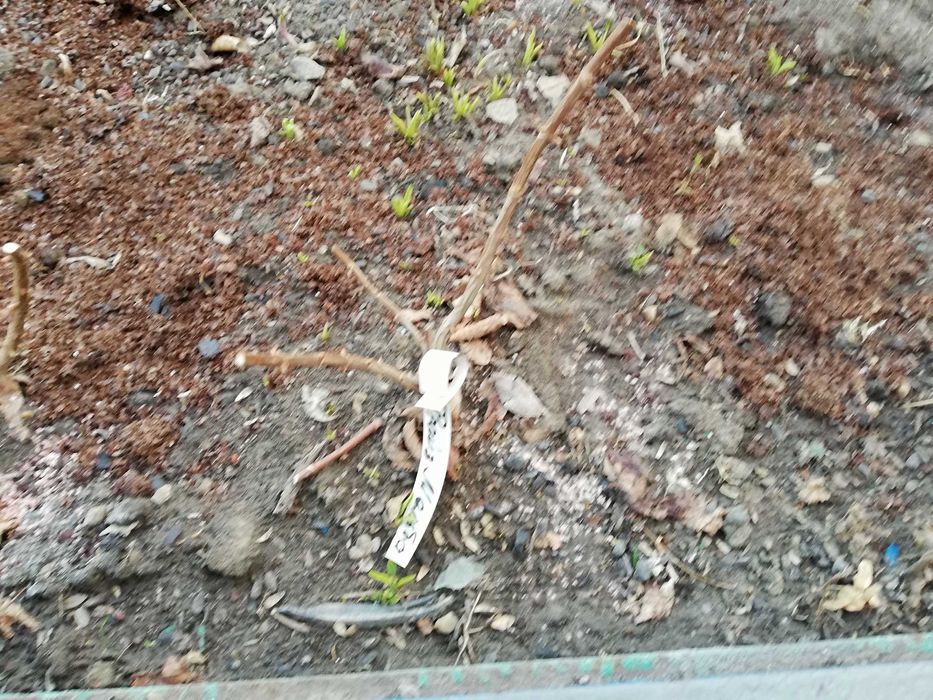 Черенки метельчатой гортензии 2х летние