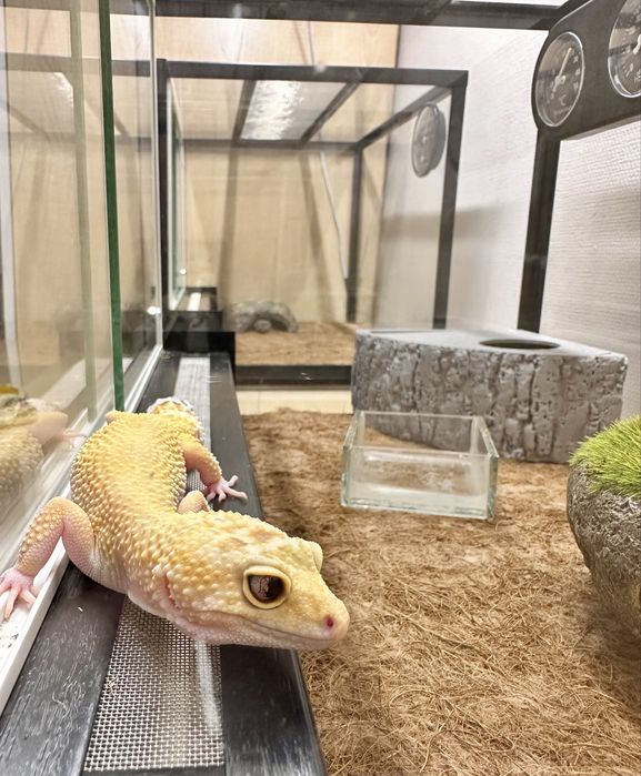 Ящерица Эублефар с террариумом