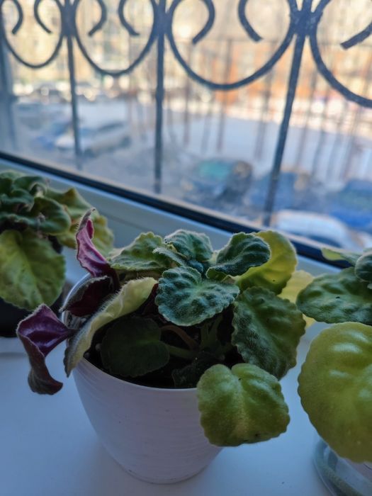 Отдам комнатные цветы