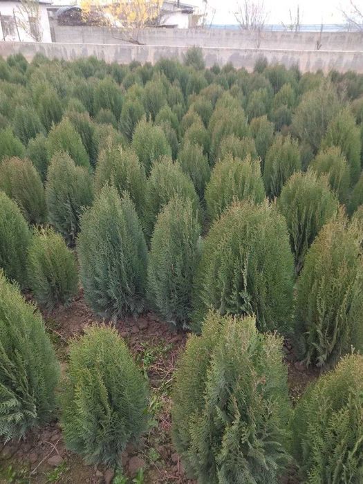 Туйа ва мажвенник арчалар сотилади