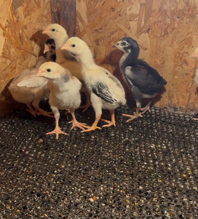 Продается цыплята шамо.