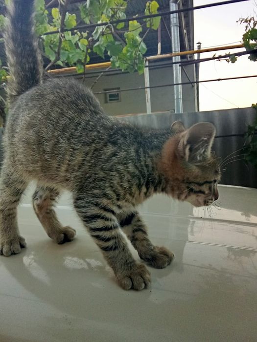 Котенок - мальчик.
