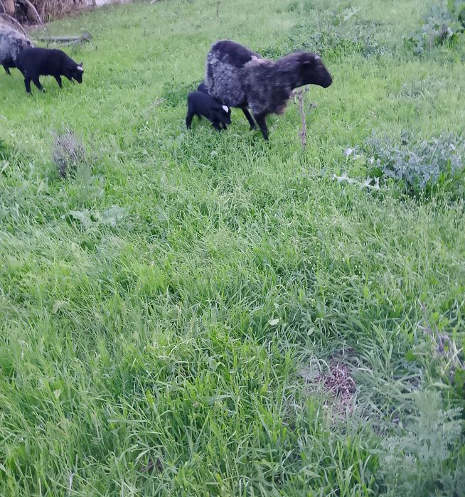 Продам! Продам! Продам!