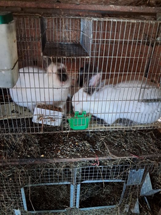 Iepuri rasa Californieni