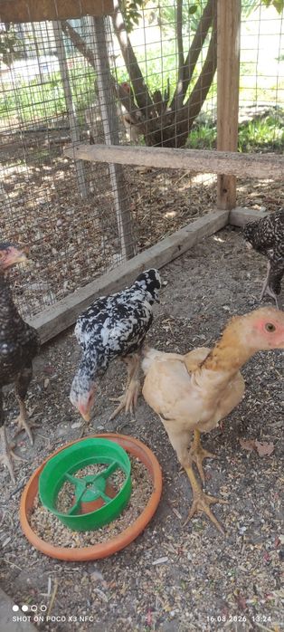 Продаются курочки Ко Шамо