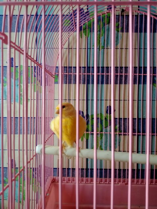 Продам канарейки