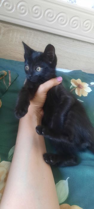 Котёнок мальчик даром