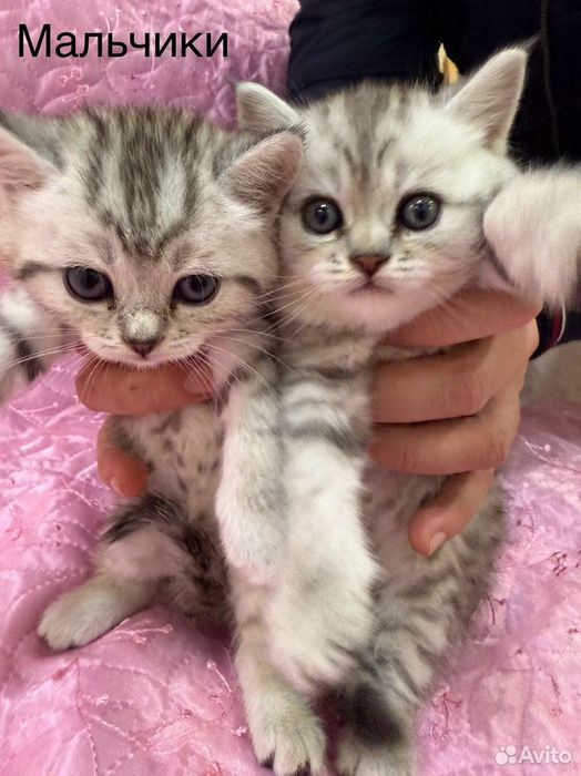 Чистокровные Британские котята