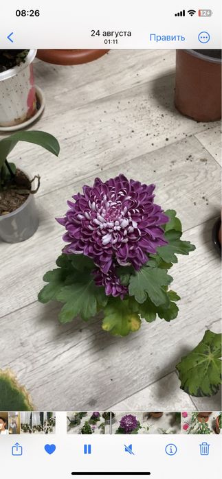 Продам недорого цветы