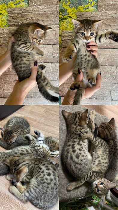 Бенгальские котята