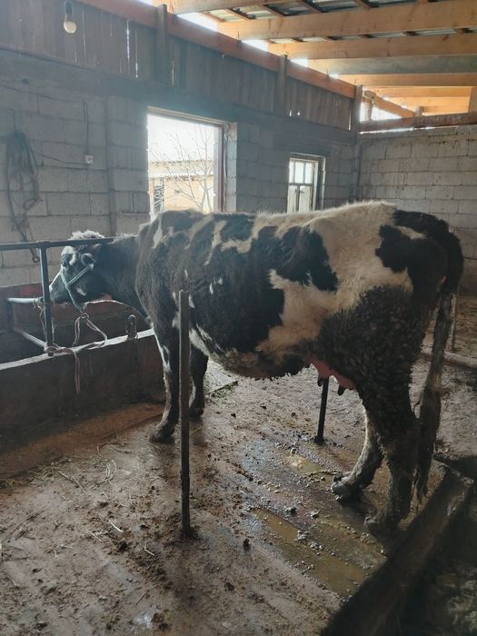 Дойная корова продаётся