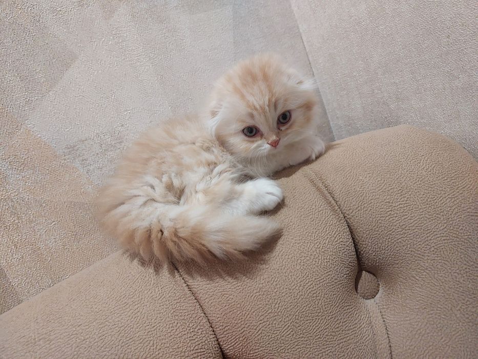 Котята правильной вязки Скотиш фолд приучены к лотку добрые игривые