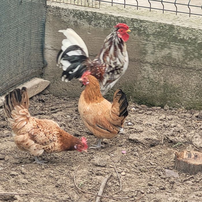 Pereche gaini pitice 1 cocos și 2 gaini