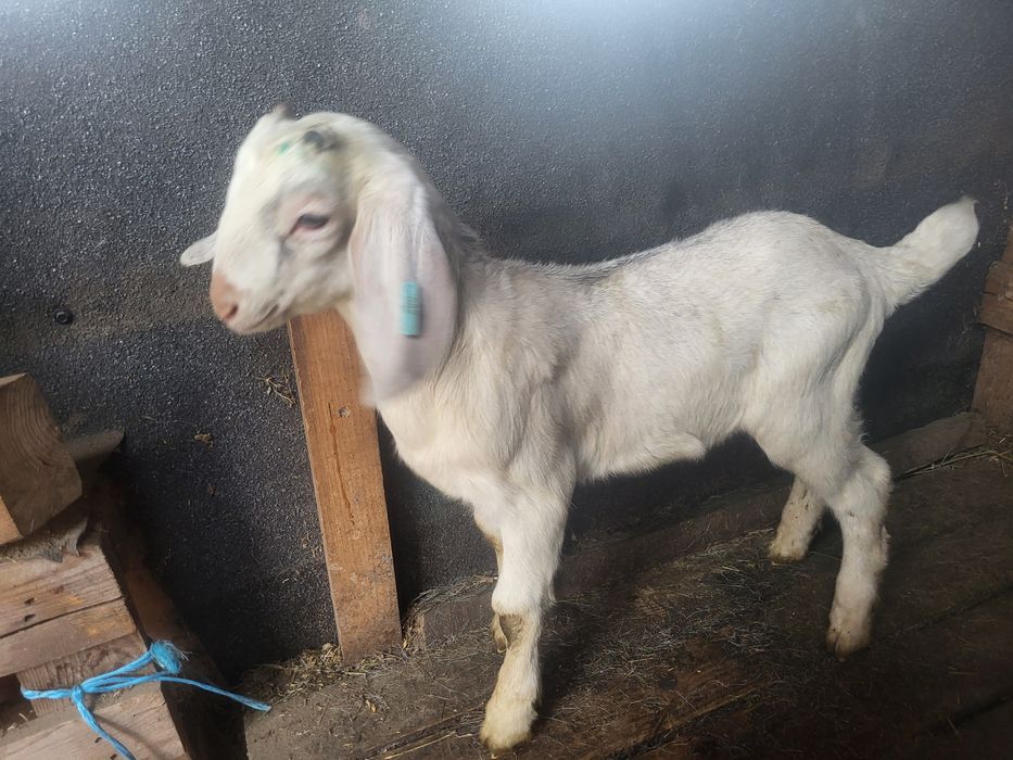 Tap metis tata anglo si mama sannen