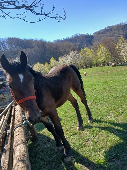 Vând mânz, detalii în privat