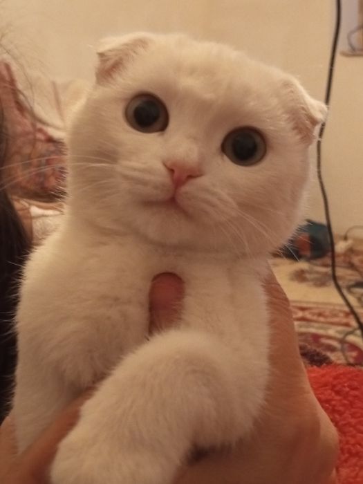 Продам котят породы Scottish  fold и Scottish strayt