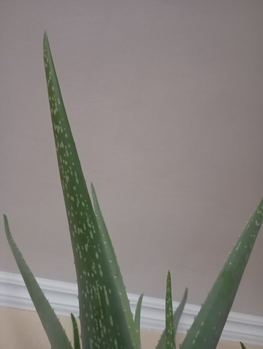 Продам лечебный Алое вера.