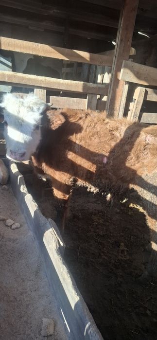 Бычок,бузау,бычок,бык