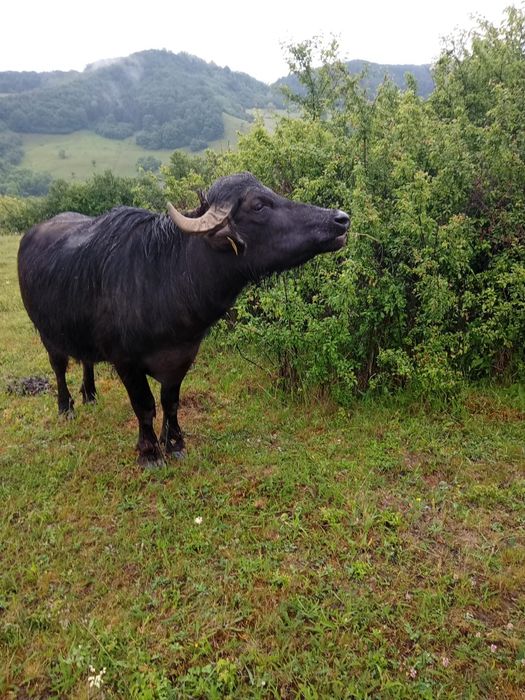 Junincă de bivol gestantă