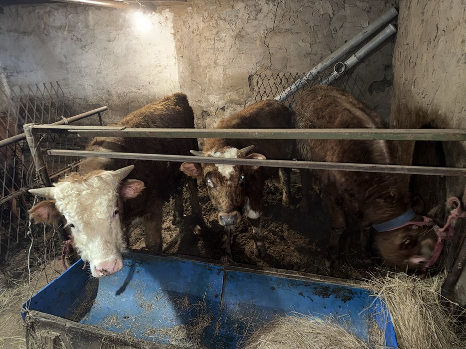 Продам бычков в шахтинске