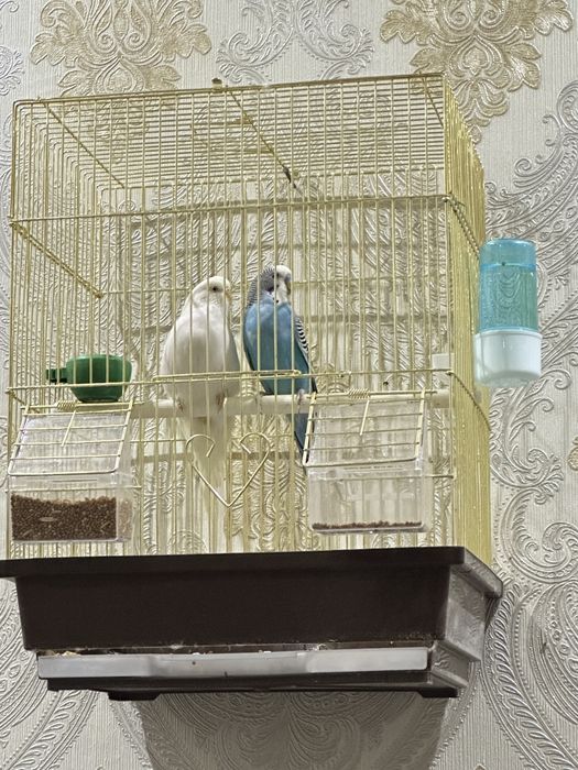 Волныстые попугаи домашные