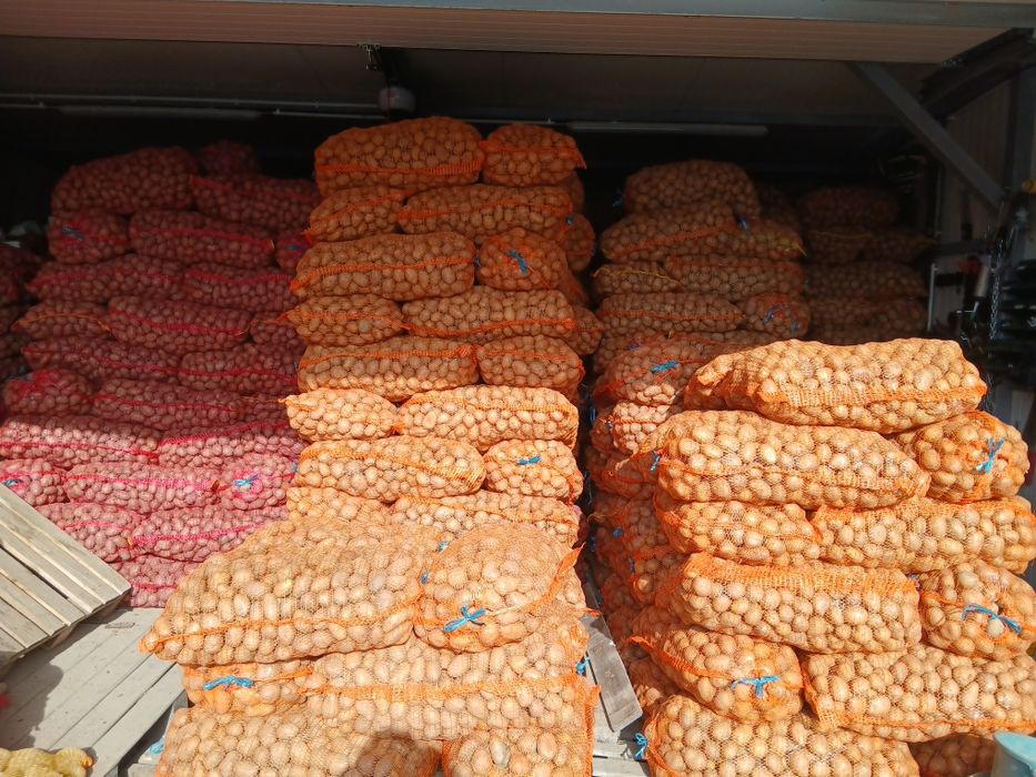 Cartofi de samanta 07/4(060)45)98