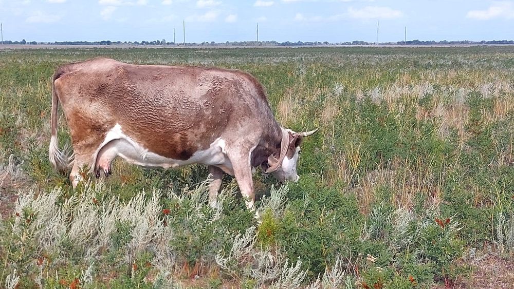 Сүтті сиыр сатылады.