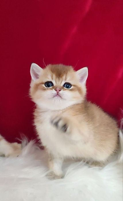 Британский чистокровный мальчик золотая шиншилла