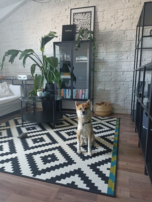 Vitrina sticla Jysk / biblioteca sticla