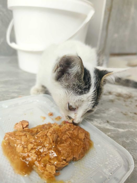 Котёнок белый задаром