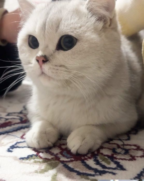 Вязка чистокровный британский серебристый шиншилла !!!