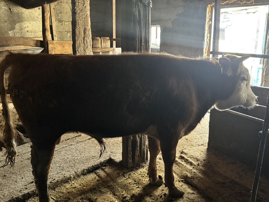 Продается бычок, бұқа сатылады.