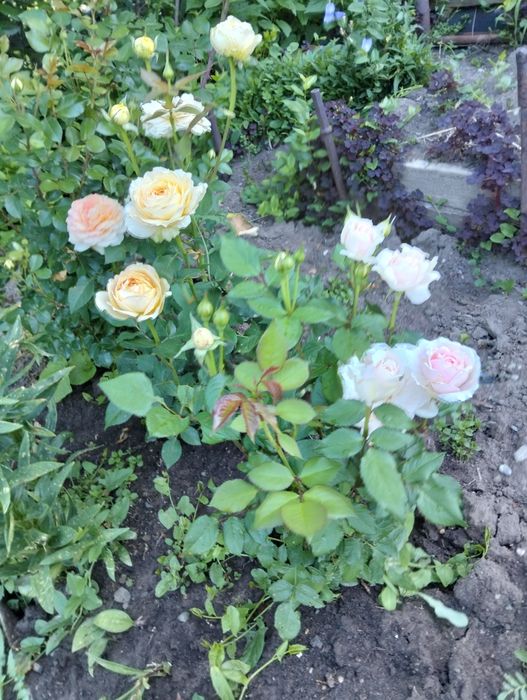 Продам дачу с/о "Казахстан"