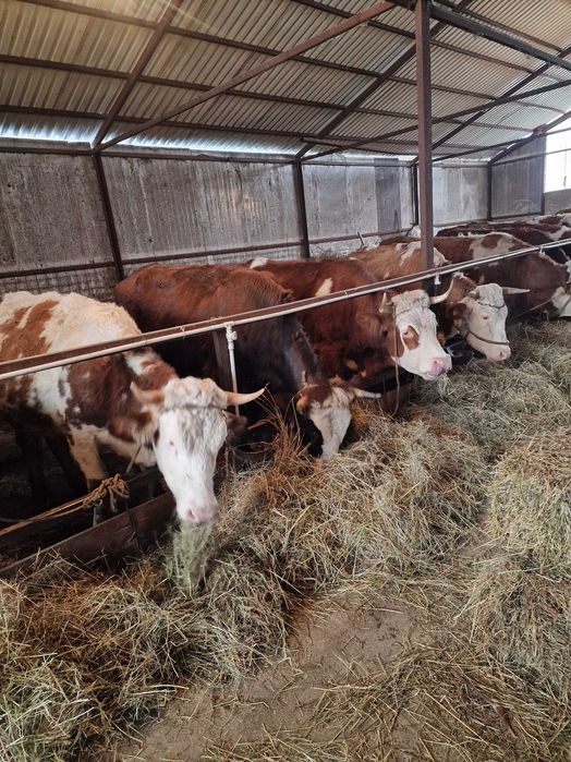 Vaci de vanzare baltate romanesti!